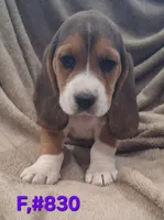 Female bagle 2, a female Basset Hound and Beagle for sale in Centralia, WA – 1 of 1