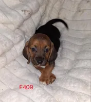Femae bagle, a female Basset Hound and Beagle for sale in Centralia, WA – Photo 1 of 2