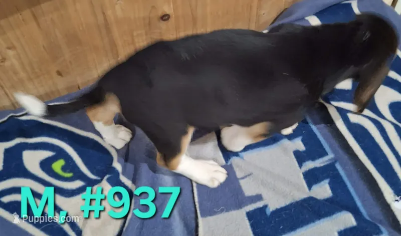 Male Bagle 1 – Basset Hound, Beagle puppy for sale in Centralia, WA
