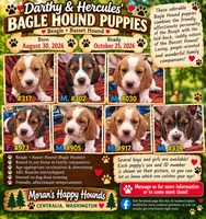 Male Bagle #2, a male Basset Hound and Beagle for sale in Centralia, WA – 3 of 3