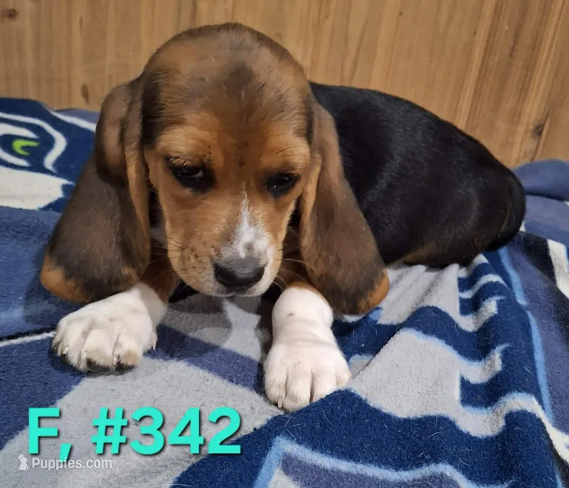 Female Bagle 4, a female Basset Hound and Beagle for sale in Centralia, WA – 1 of 2