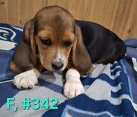 Female Bagle 4, a female Basset Hound and Beagle for sale in Centralia, WA – 1 of 2