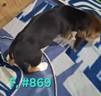 Female Bagle 1, a female Basset Hound and Beagle for sale in Centralia, WA – 2 of 2