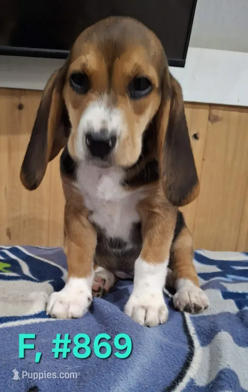 Female Bagle 1, a female Basset Hound and Beagle for sale in Centralia, WA – 1 of 2