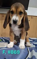 Female Bagle 1, a female Basset Hound and Beagle for sale in Centralia, WA – 1 of 2