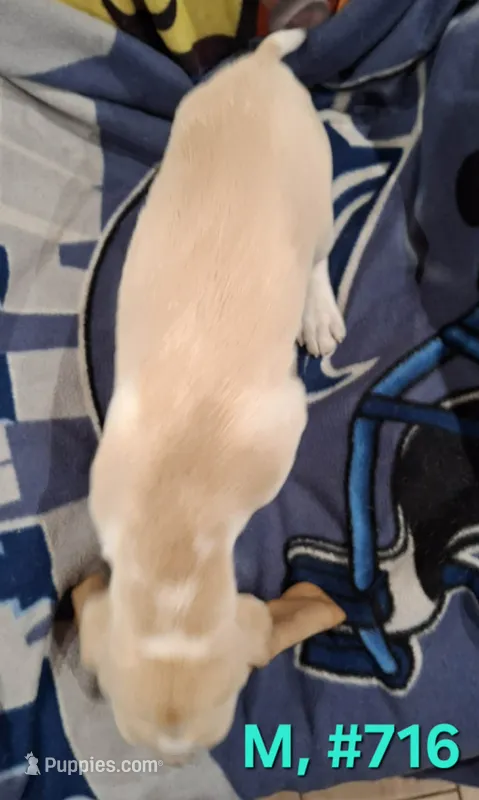 Male Bagle 2 – Basset Hound, Beagle puppy for sale in Centralia, WA
