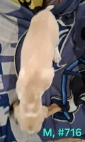 Male Bagle 2, a male Basset Hound and Beagle for sale in Centralia, WA – 1 of 2