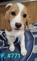 Female bagle 3, a female Basset Hound and Beagle for sale in Centralia, WA – 2 of 2