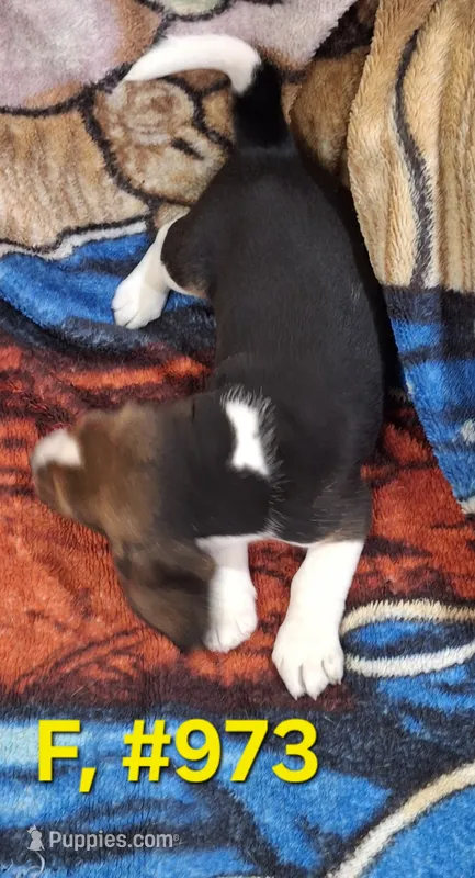 Female bagle.#2 – Basset Hound, Beagle puppy for sale in Centralia, WA