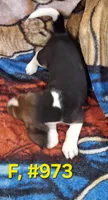 Female bagle.#2, a female Basset Hound and Beagle for sale in Centralia, WA – 1 of 3