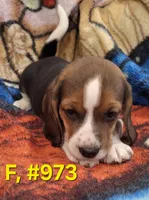 Female bagle.#2, a female Basset Hound and Beagle for sale in Centralia, WA – 2 of 3