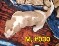 Bagle male , a male Basset Hound and Beagle for sale in Centralia, WA – 2 of 3