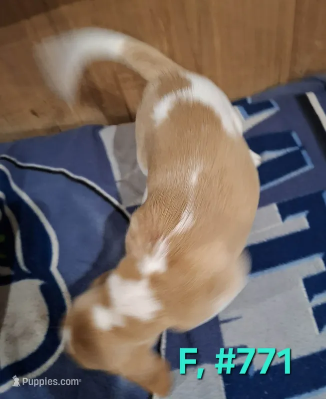 Female bagle 3 – Basset Hound, Beagle puppy for sale in Centralia, WA