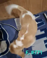 Female bagle 3, a female Basset Hound and Beagle for sale in Centralia, WA – 1 of 2