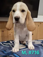 Male Bagle 2, a male Basset Hound and Beagle for sale in Centralia, WA – 2 of 2