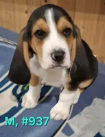Male Bagle 1, a male Basset Hound and Beagle for sale in Centralia, WA – 2 of 2