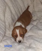 Red boy, a male Basset Hound and Beagle for sale in Centralia, WA – Photo 1 of 3