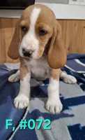 Female bagle 2, a female Basset Hound and Beagle for sale in Centralia, WA – 1 of 2