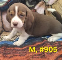 Male Bagle #2, a male Basset Hound and Beagle for sale in Centralia, WA – 2 of 3