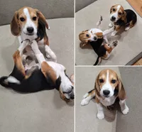Male beagle 1-2, a male Beagle for sale in Centralia, WA – 1 of 1