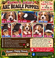 Bagle male , a male Basset Hound and Beagle for sale in Centralia, WA – 3 of 3