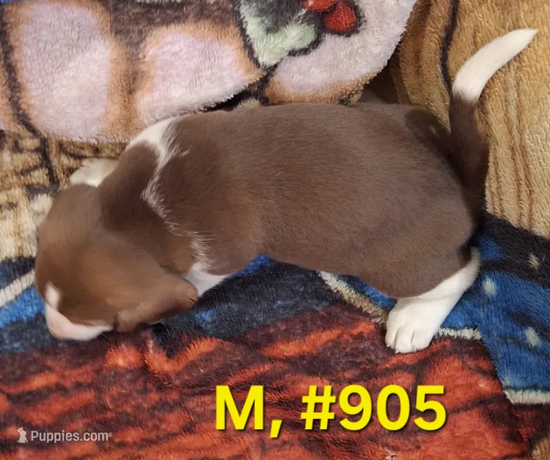 Male Bagle #2 – Basset Hound, Beagle puppy for sale in Centralia, WA