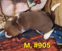 Male Bagle #2, a male Basset Hound and Beagle for sale in Centralia, WA – 1 of 3