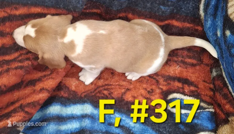 Female Bagle #1 – Basset Hound, Beagle puppy for sale in Centralia, WA