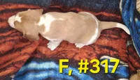 Female Bagle #1, a female Basset Hound and Beagle for sale in Centralia, WA – 1 of 3