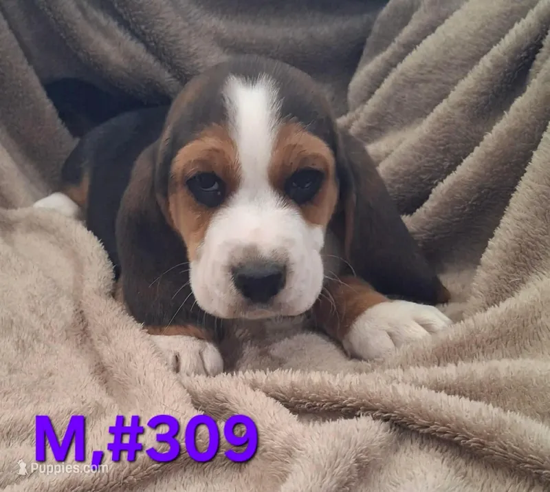 Male bagle – Basset Hound, Beagle puppy for sale in Centralia, WA