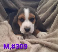 Male bagle, a male Basset Hound and Beagle for sale in Centralia, WA – 1 of 1