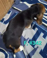 Female Bagle 4, a female Basset Hound and Beagle for sale in Centralia, WA – 2 of 2