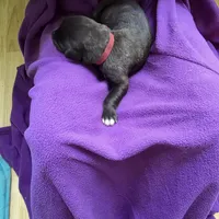 Dark pink female , a female Irish Wolfhound for sale in Caneadea, NY – 7 of 9