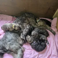 Scott and Candace Yellow collar 💛, a female Irish Wolfhound for sale in Caneadea, NY – 9 of 9