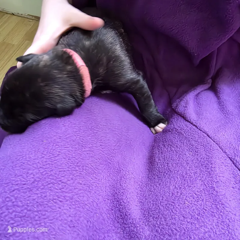 Light pink female  – Irish Wolfhound puppy for sale in Caneadea, NY