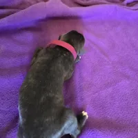 Dark pink female , a female Irish Wolfhound for sale in Caneadea, NY – 3 of 6