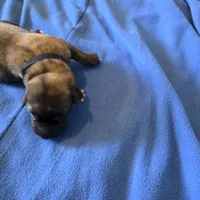Opal J puppy, a male Irish Wolfhound for sale in Caneadea, NY – 2 of 10