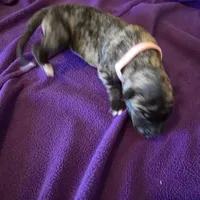 Salmon pink female, a female Irish Wolfhound for sale in Caneadea, NY – 4 of 10