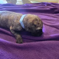 Light blue female, a female Irish Wolfhound for sale in Caneadea, NY – 3 of 6