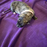 Salmon pink female, a female Irish Wolfhound for sale in Caneadea, NY – 8 of 10