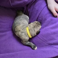 Yellow color female , a female Irish Wolfhound for sale in Caneadea, NY – 5 of 10