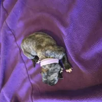 Light purple female , a female Irish Wolfhound for sale in Caneadea, NY – 3 of 7