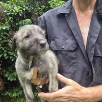 Green female, a female Irish Wolfhound for sale in Caneadea, NY – 7 of 9