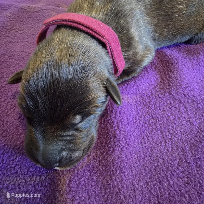 Dark pink female  – Irish Wolfhound puppy for sale in Caneadea, NY