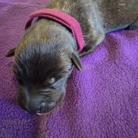 Dark pink female , a female Irish Wolfhound for sale in Caneadea, NY – 1 of 6