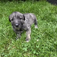 Green female, a female Irish Wolfhound for sale in Caneadea, NY – 8 of 9