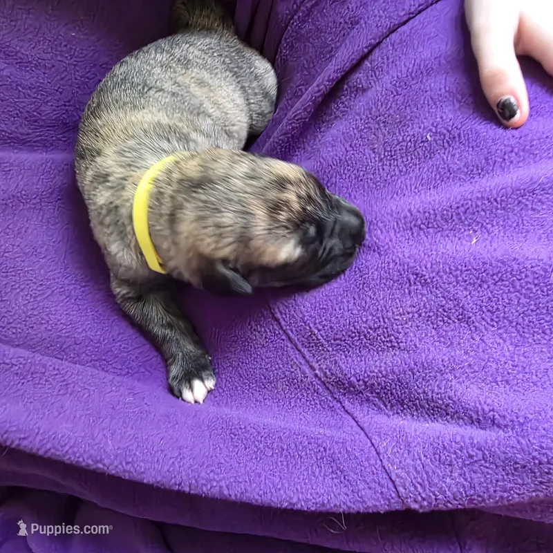 Yellow color female  – Irish Wolfhound puppy for sale in Caneadea, NY