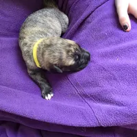 Yellow color female , a female Irish Wolfhound for sale in Caneadea, NY – 1 of 10