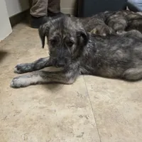 Green female, a female Irish Wolfhound for sale in Caneadea, NY – 3 of 9