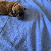 Opal J puppy, a male Irish Wolfhound for sale in Caneadea, NY – 7 of 10
